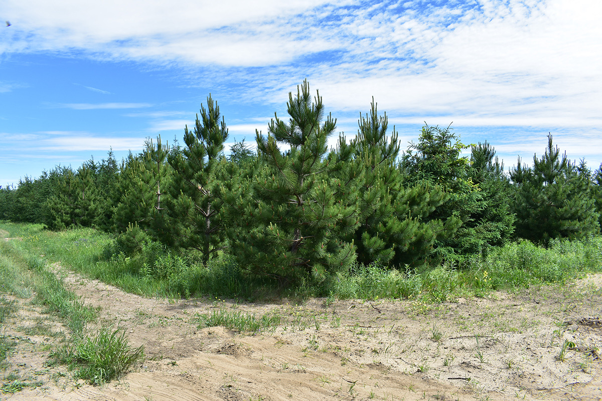 subscription photo 3 desc