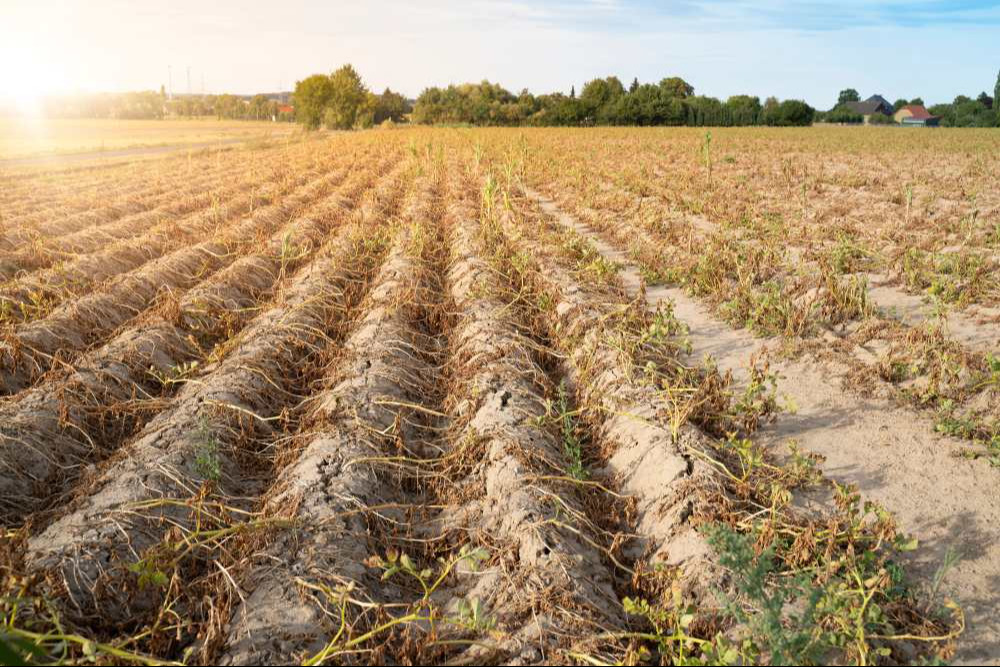 n the hot summer, the dryness destroys the cultivated plants. The plants are dried up in the rows on the dry, crusty soil.
